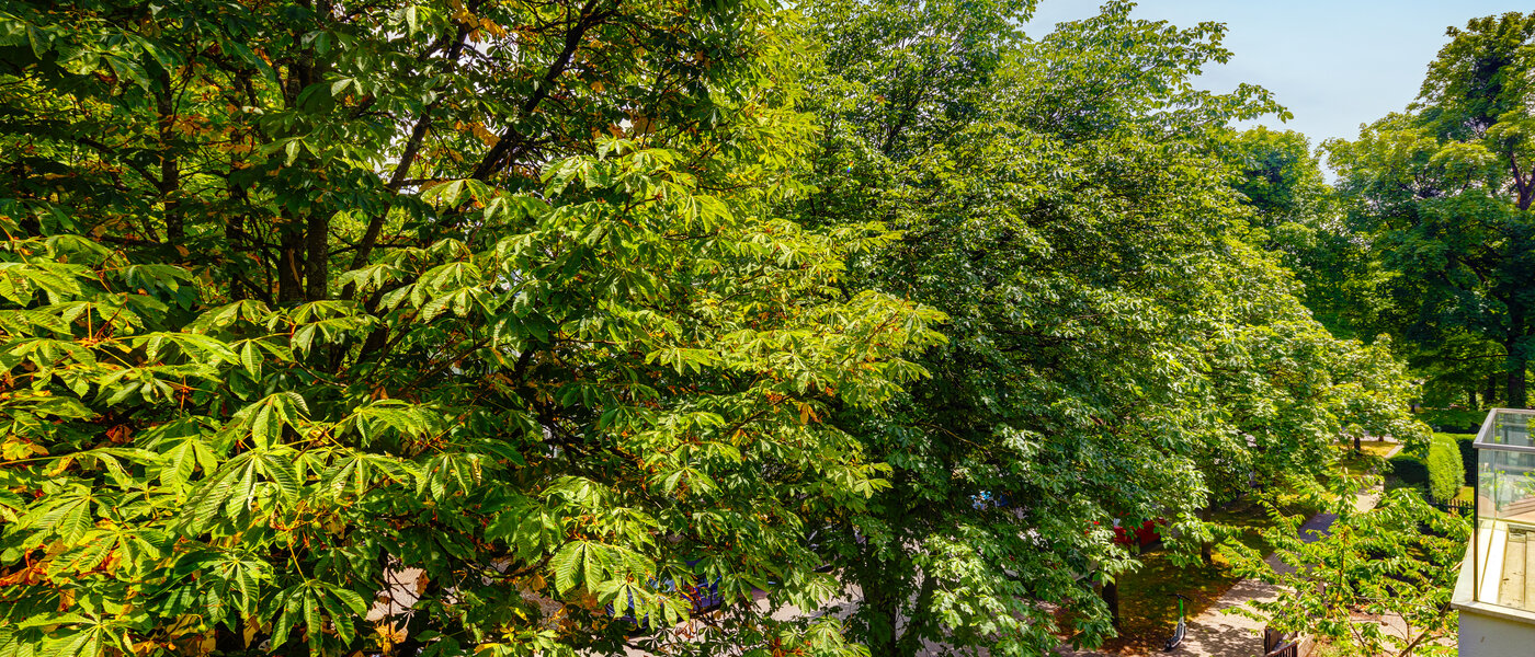 квартира München Nymphenburg 01 вид из окна 10849