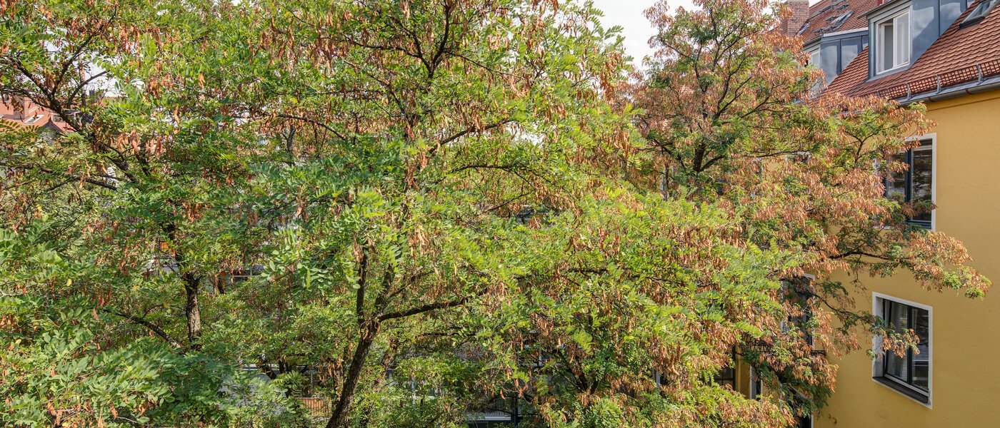 квартира München Schwabing 02 вид из окна 11220