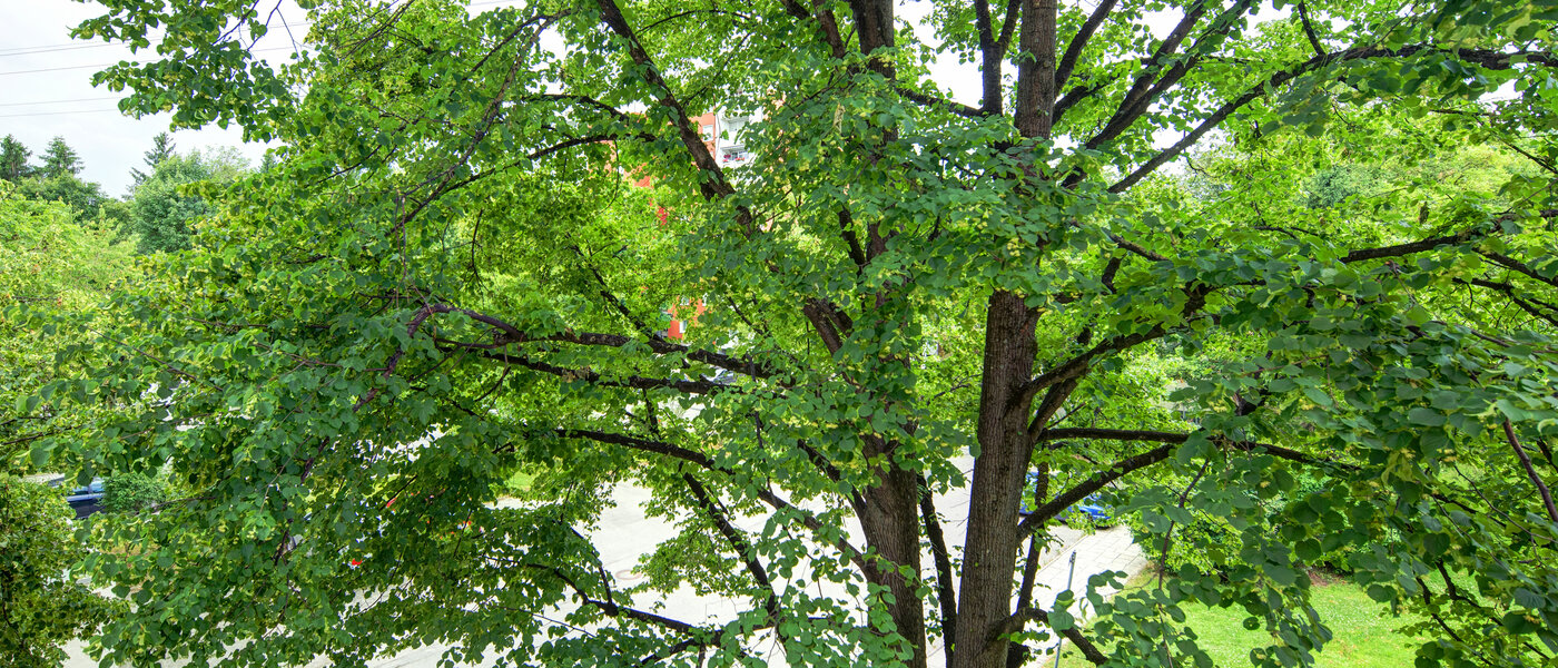 квартира München Aubing 03 вид из окна 11641