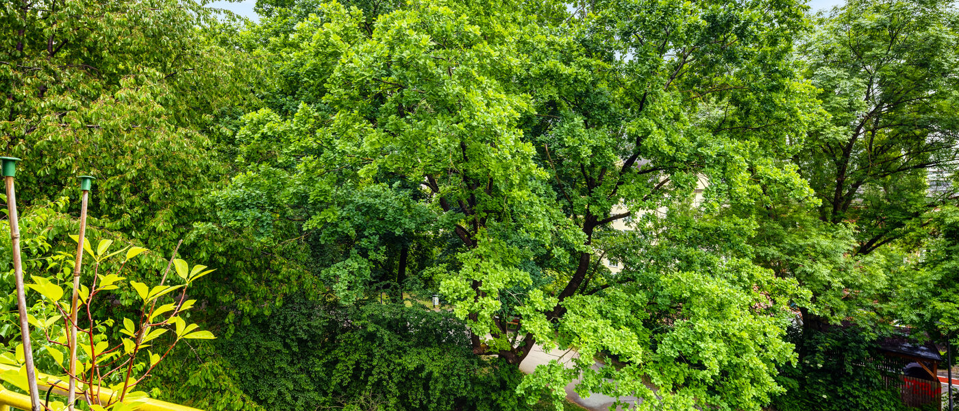 квартира München Sendling 01 вид из окна 14453