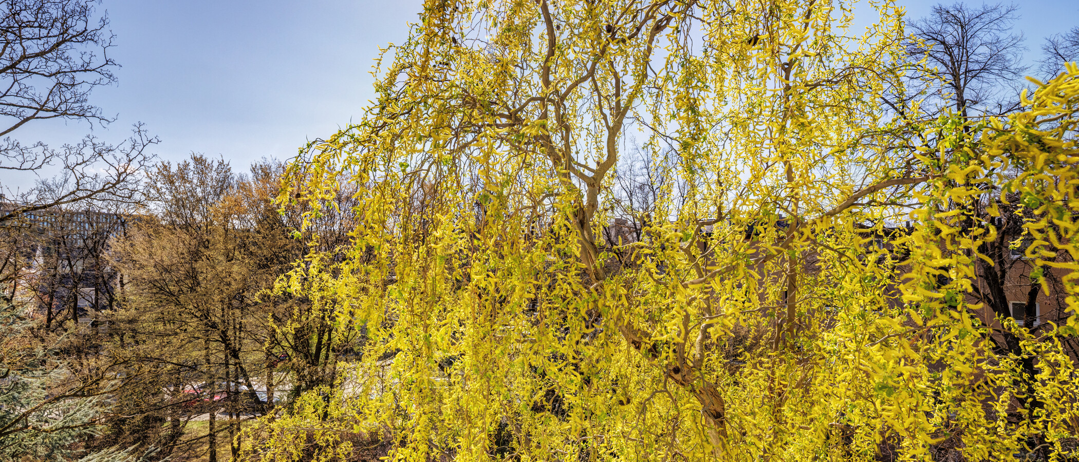 квартира München Bogenhausen 03 вид из окна 6213